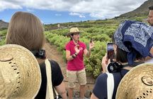 Red cactus farm experience with tasting in southern Tenerife