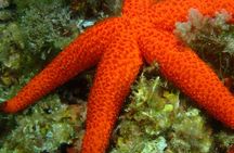 Supervised scuba diving experience in Sousse