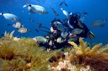 Supervised scuba diving experience in Sousse