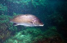 Supervised scuba diving experience in Sousse