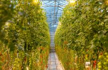 Golden Circle tour & visit to organic greenhouse Friðheimar