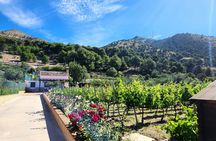 Half-day winery tour with wine tasting and tapas