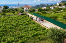 Organic vineyard wine tasting tour in Mijas, Costa del Sol