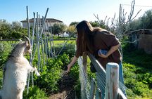 Half-day winery tour with wine tasting and tapas