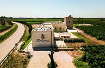 Guided tour and tasting of three wines at Masseria Torleanzi