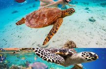 St John's snorkel with sea turtles at Green Island