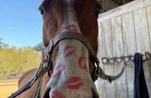 50-minute horseback trail ride in Central Florida
