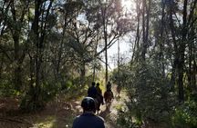 2-hour Central Florida forest horseback ride for all levels