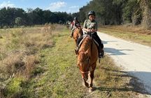 2-hour Central Florida forest horseback ride for all levels