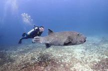 Racha Islands scuba diving trip with up to 3 dives at for all levels