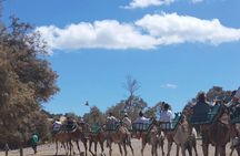 E-Bike city tour with camel safari across Maspalomas dunes