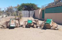 E-Bike city tour with camel safari across Maspalomas dunes
