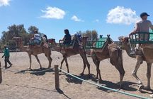 E-Bike city tour with camel safari across Maspalomas dunes