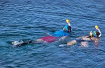 Private boat and snorkeling trip in Marsa Alam with lunch