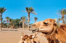 Dromemilk Camel Reserve guided tour