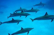 Dolphin House snorkeling cruise and diving for beginners in Marsa Alam