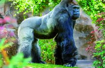 All inclusive admission at Loro Parque for a VIP experience