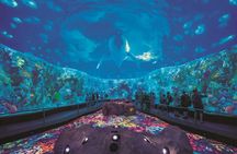 All inclusive admission at Loro Parque for a VIP experience