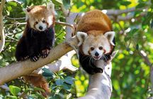 All inclusive admission at Loro Parque for a VIP experience