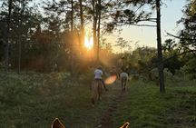 50-minute horseback trail ride in Central Florida