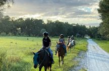 2-hour Central Florida forest horseback ride for all levels
