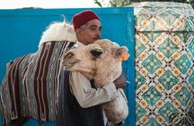 Camel ride in Agadir with pick-up