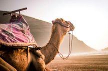 Camel ride in Agadir with pick-up