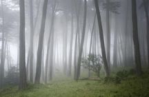 Muir Woods and Sausalito guided tour with transportation