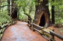 Muir Woods and Sausalito guided tour with transportation