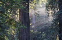 Muir Woods and Sausalito guided tour with transportation