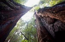 Muir Woods and Sausalito tour with Bay cruise