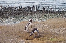 Magdalena Island boat tour from Punta Arenas