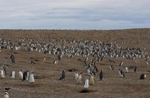Magdalena Island boat tour from Punta Arenas