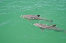 Clearwater Beach: dolphin encounter boat cruise with lunch gift card