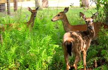 Wild Florida ultimate airboat ride with transportation from Orlando
