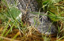 Everglades airboat ride with Biscayne Bay boat tour and transportation