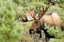 Evening wildlife safari with Swedish midsummer meal