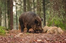 Evening wildlife safari with Swedish midsummer meal