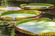 Rainforest jeep tour from Rio with botanical garden