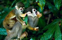 Rainforest jeep adventure tour from Rio de Janeiro