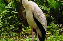 Private family tour of nature, birds and butterflies in Kuala Lumpur