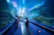 Private family tour of nature, birds and butterflies in Kuala Lumpur