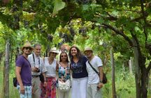 Wine tasting experience on Mount Vesuvius with lunch
