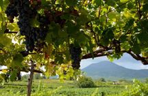 Wine tasting experience on Mount Vesuvius with lunch