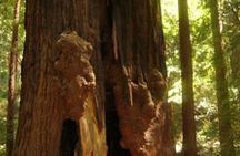 Muir Woods to California's Coastal Redwoods tour