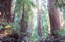 Muir Woods to California's Coastal Redwoods tour