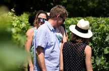 Afternoon wine tour to Vouvray