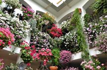 Patios of Cordoba guided tour