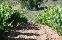 Ribera del Duero wine tour and tasting from Madrid