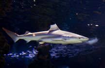 Skip-the-line tickets for Monaco Oceanographic Museum